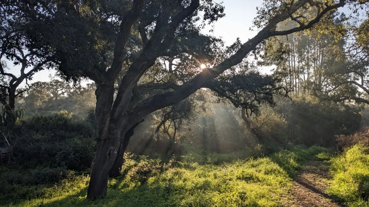A large cork oak with morning sun rays falling through the mist onto a grassy path