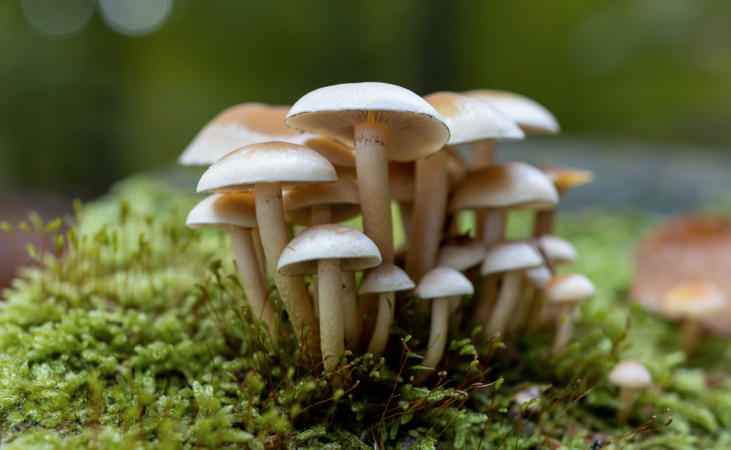 Magic Mushroom Retreat