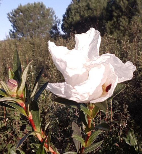 natural cosmetics with Cistus Ladanifer, healing plant for the skin