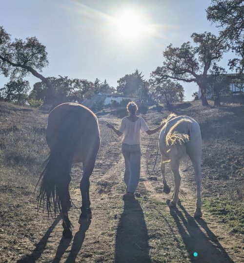 horse encounter portugal malama retreat