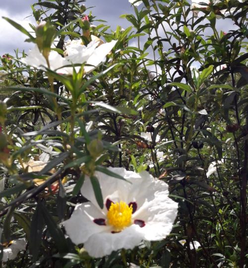 natural cosmetics with Cistus Ladanifer, healing plant for the skin